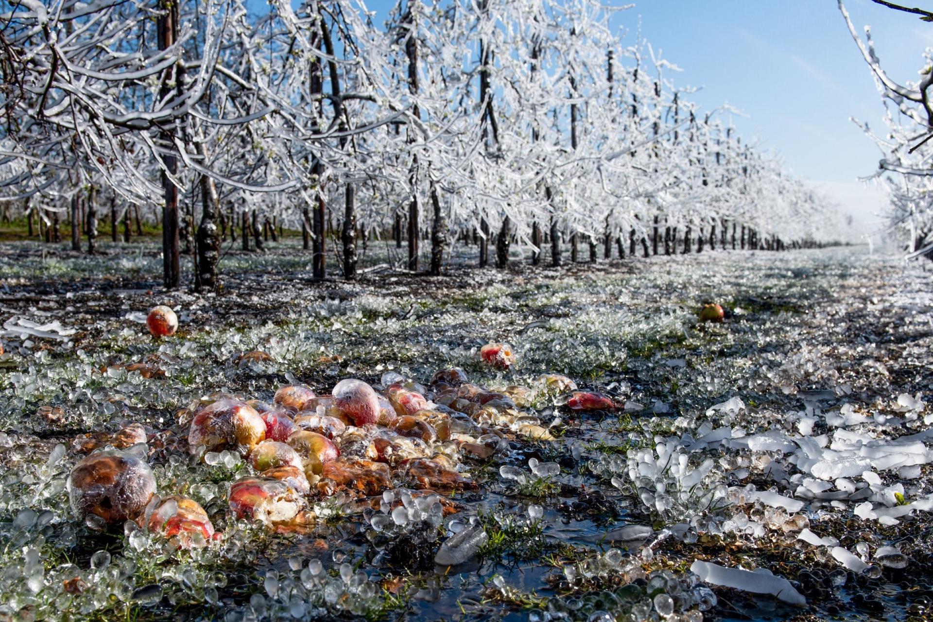 Bevroren appelbomen met rijp in een boomgaard. Op de voorgrond liggen bevroren appels.